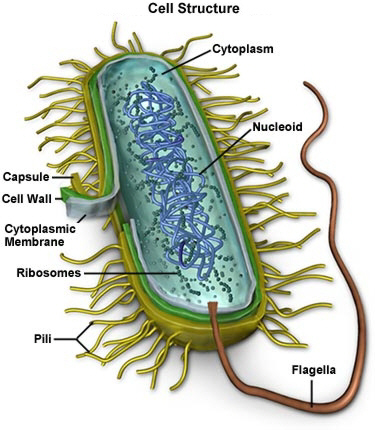 Illustration for article titled Breakthrough: The First Complete Computer Model of a Living Organism